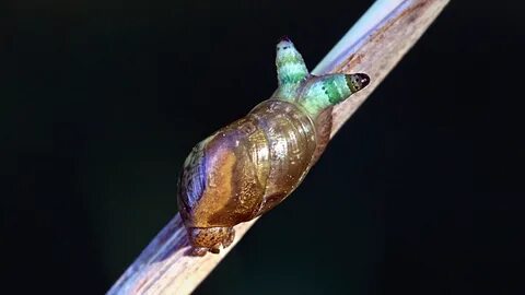 Паразит превращает улиток в зомби и заставляет их рожки танцевать. 