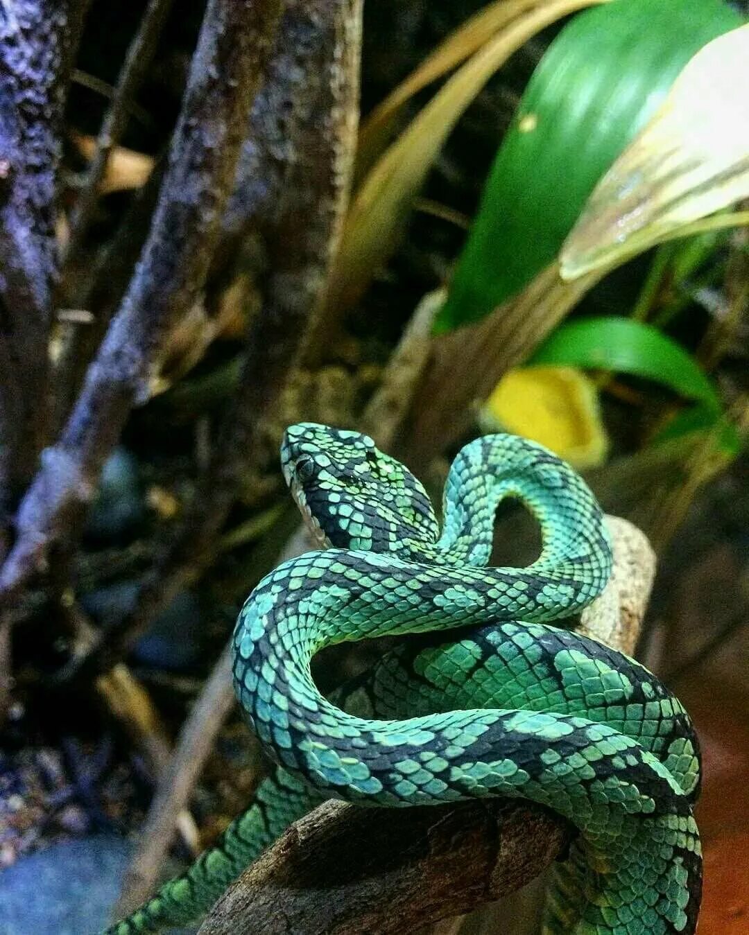 Белогубая куфия. Голубая куфия. Голубая куфия змея. Trimeresurus trigonocephalus. Змея змеиный