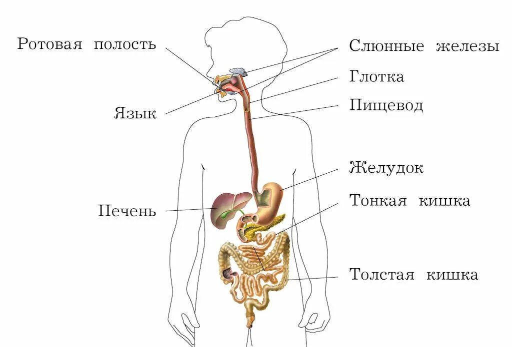 Изображения систем органов человека. Пищеварительная система человека схема органов пищеварения. Строение пищеварительной системы человека схема для детей. Пищеварительная система человека схема 4 класс. Схема системы органов человека 3 класс окружающий мир.