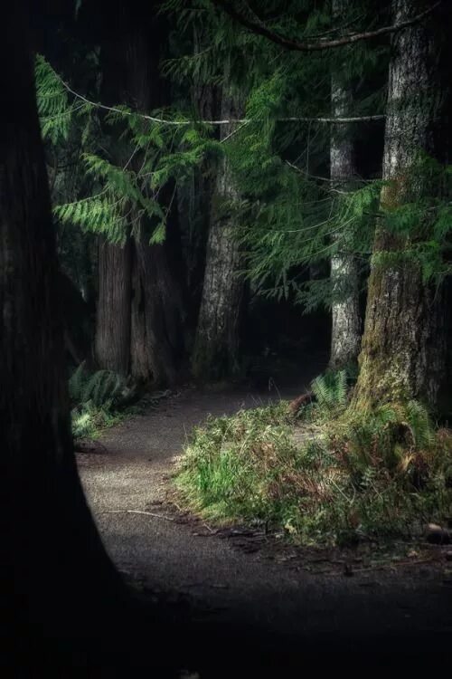 Темный лес футаж. Тамблер лес закрытые ворота. Тёмный в лес большой Стражный 2021. The Woods collection Dark Forest.