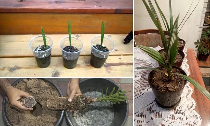 Date Palm Tree Seeds 10 Organic Seeds Etsy Tree seeds, Organic seeds, Plants