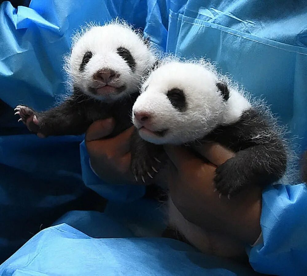 Родившийся детеныш панды. Новорожденная Панда. Новорождённые Детёныши панды. Детёныши панды Новорожденные. Панда с детёнышем.