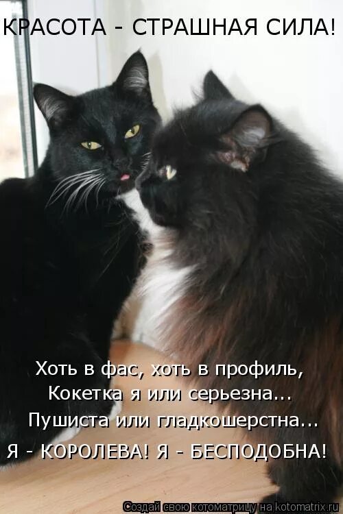 Страшная сила. Красота - страшная сила!. Котоматрица красота-страшная сила. Красота страшная сила картинки. Красота страшная сила картинки прикольные с надписями.