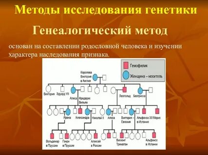 Генеалогический метод основан на изучении