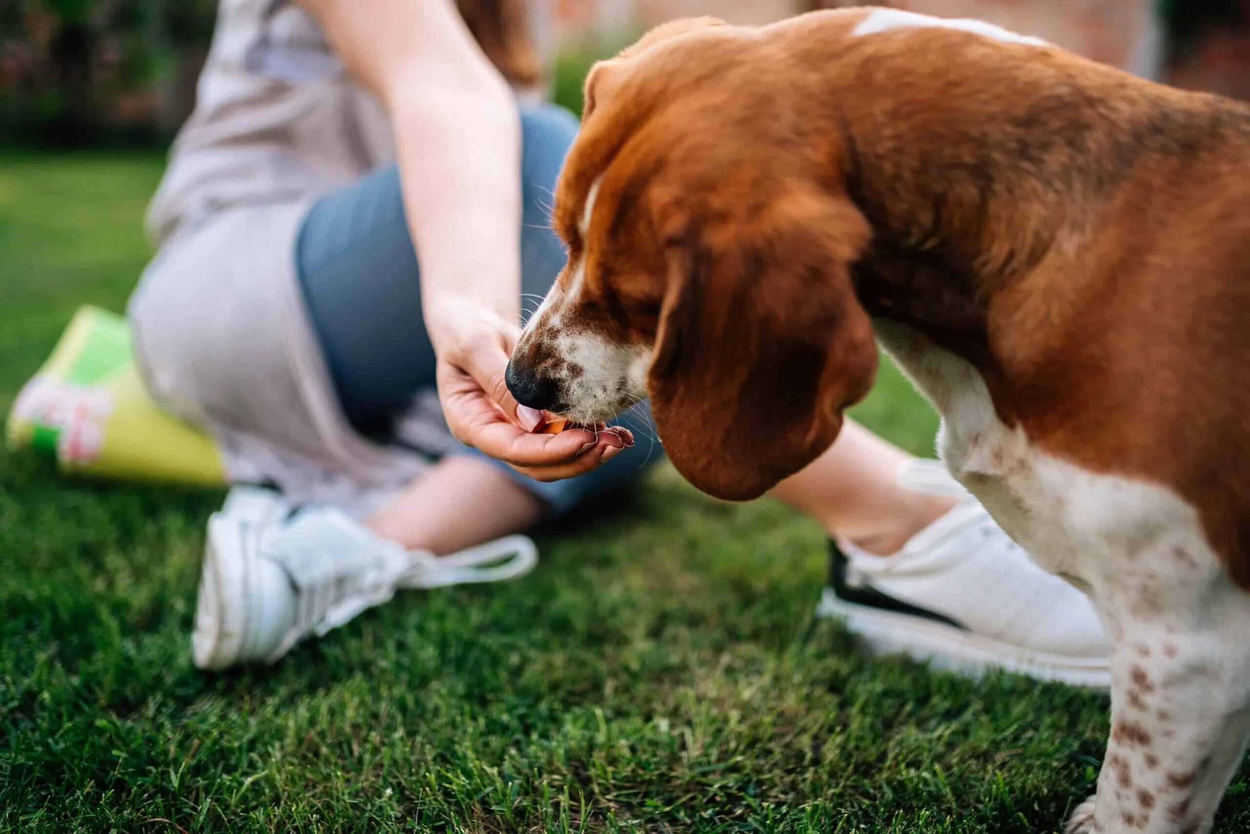 Pet n pet. Воспитание собаки. Подкрепление собаки пищей. Пёсика угощают. Бигль лежит перед мячом.