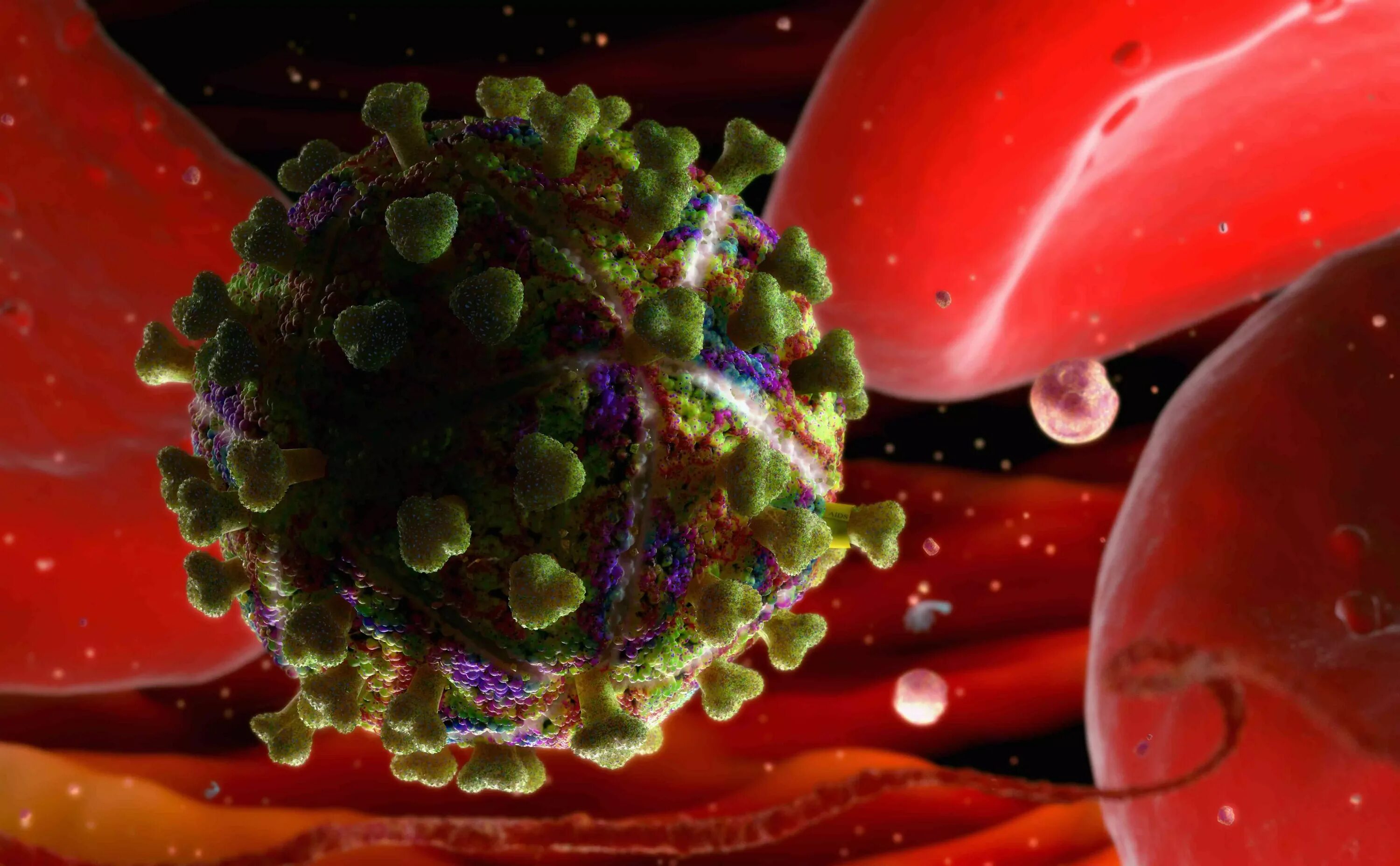 Какой вирус вызывает спид. Вирус иммунодефицита человека (human immunodeficiency virus).