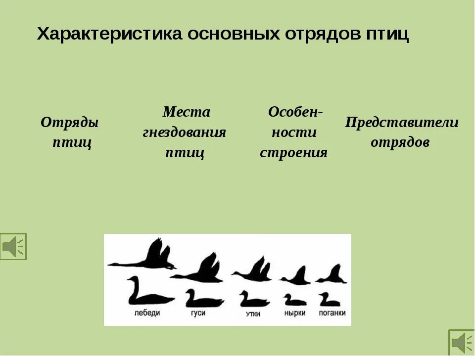 Отряды птиц. Основных отрядов птиц. Отряды птиц и представители. Характеристика основных отрядов птиц.