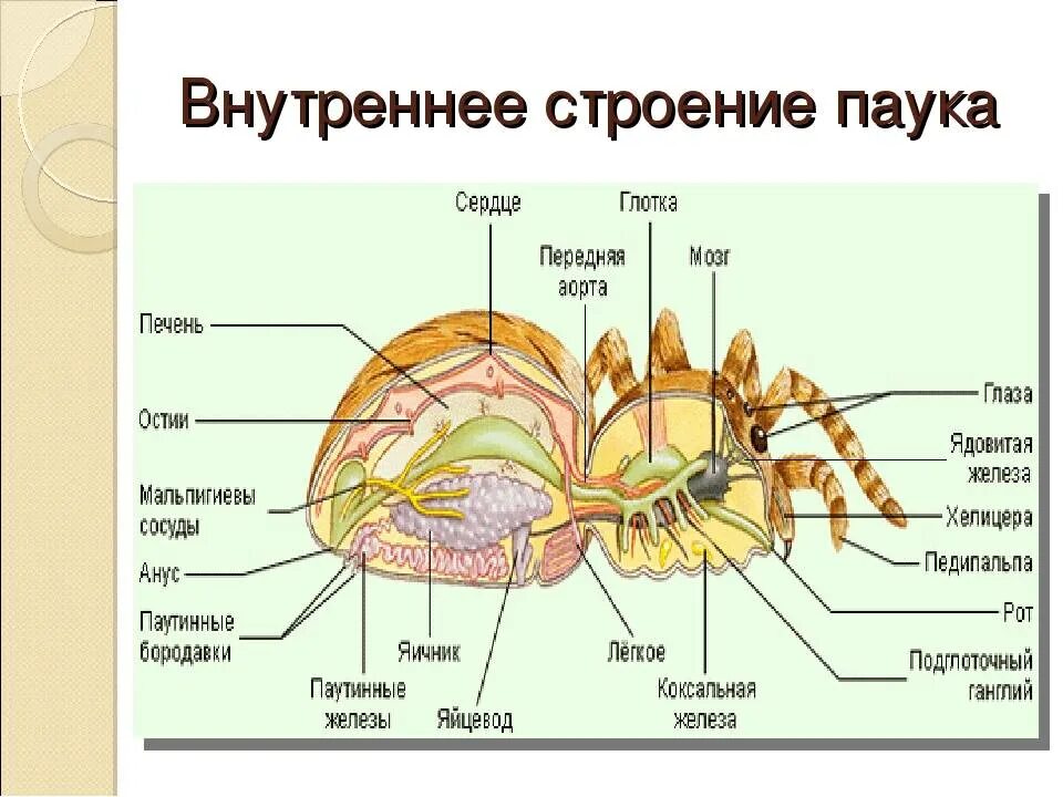 Отделы класса паукообразные. Внутреннее строение паука крестовика. Схема внутреннего строения паука крестовика. Внешнее строение паукообразных схема. Класс паукообразные строение паука.