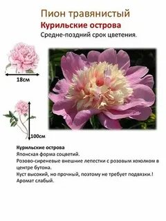 Систематика пиона