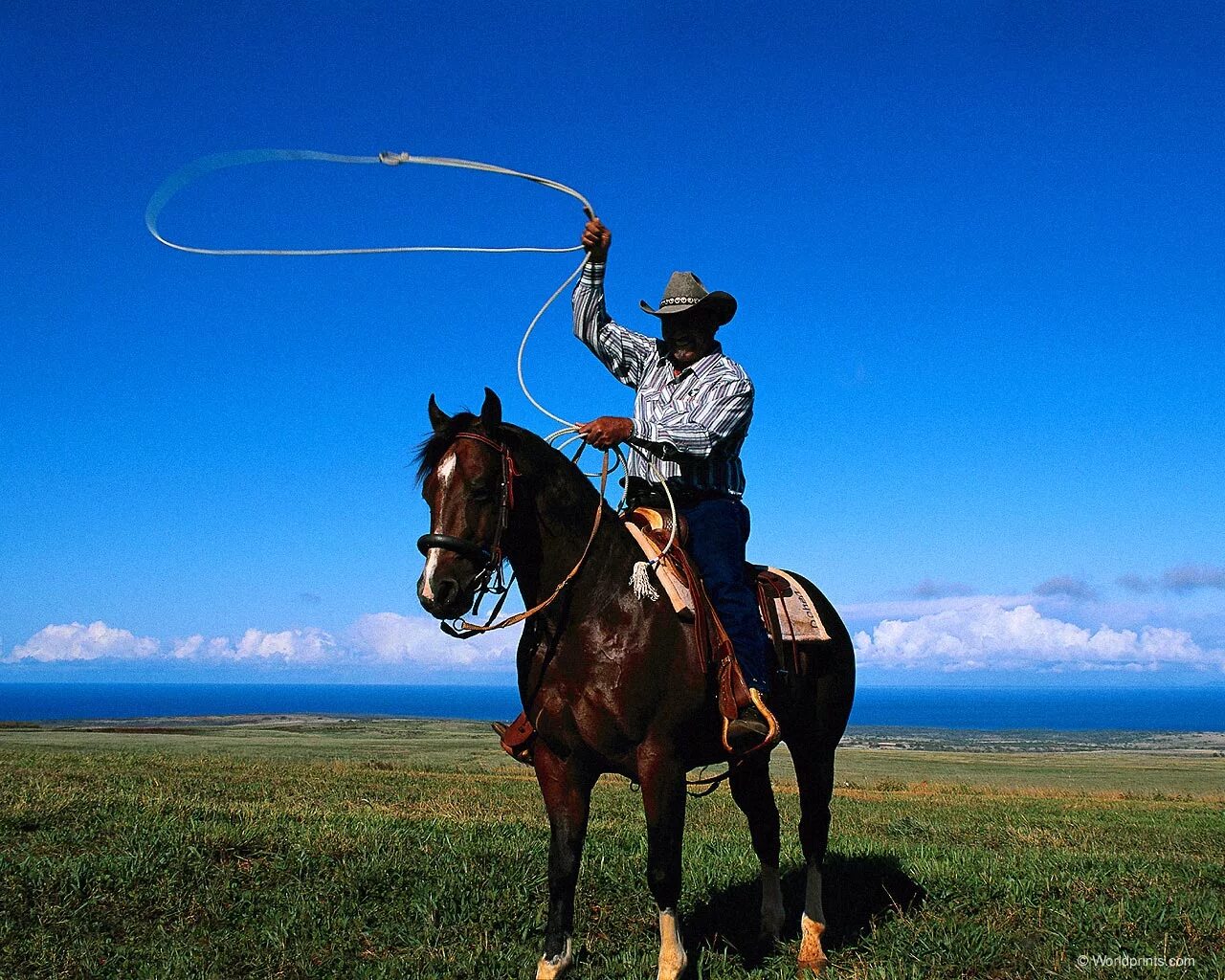 техас ковбои дикий запад салон. монтана ковбои. монголия и монгольские лошади. монголы скотоводы. монгольская лошадь верхом.