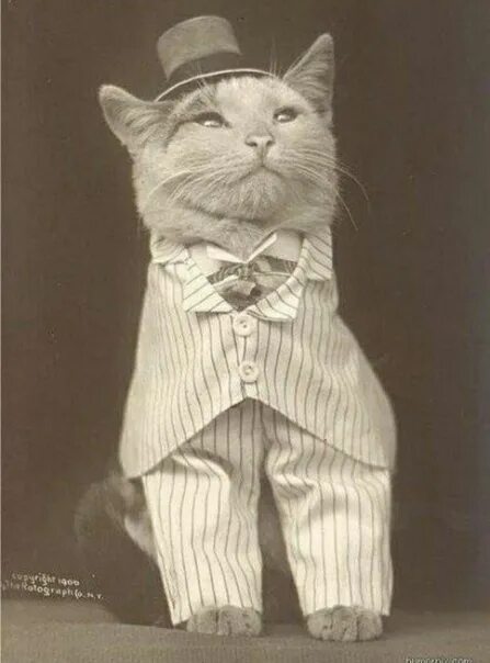Думаю гораздо раньше. Кот в полный рост фото. Картинки котов в человеческих одеждах. Изображение котов в необычном наряде. Фото котов моделей в полный рост.