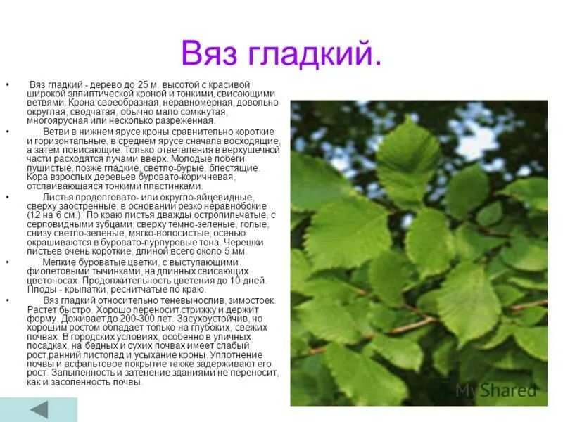 Карагач описание. Вяз гладкий описание листа. Вяз листья супротивные. Ярусность вяз гладкий.