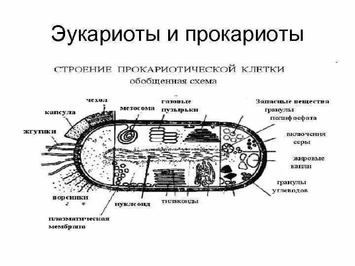 Структура клеток прокариот. Строение прокариотических и эукариотических клеток схема. Строение прокариот схема. Строение прокариотической клетки таблица. Строение клетки прокариот бактерии.