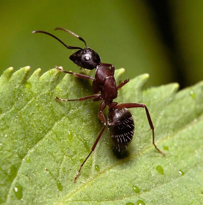 Перевести в бесконечную периодическую десятичную дробь. В 3 обыкновенные. В 3 обыкновенные. Преобразование в бесконечную периодическую десятичную дробь. Дроби и проценты.