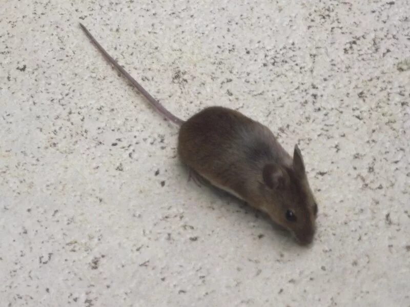 A mouse a small body