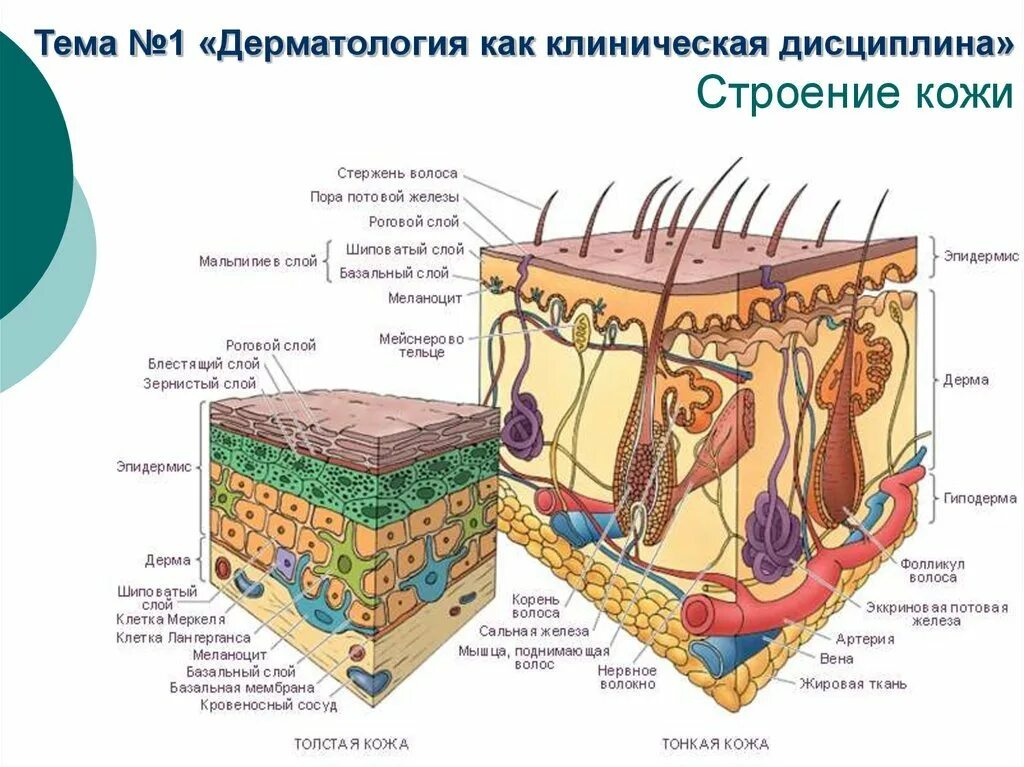 Строение кожи гистология схема. Эпидерма дерма гиподерма. Эпидермис 2) дерма 3) гиподерма. Слой 1) эпидермис 2) дерма 3) гиподерма.