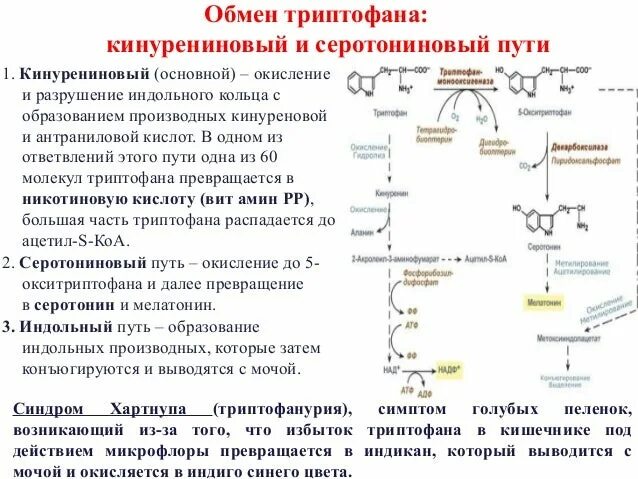 Общие пути метаболизма аминокислот. Кинурениновый путь обмена триптофана схема. Кинурениновый путь метаболизма триптофана. Метаболизм триптофана биохимия. Триптофан схема обмена.