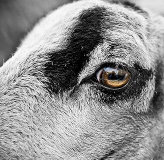 Sheep eye
