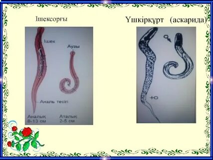 Томпалы жетілген орыс әйелдерімен порно