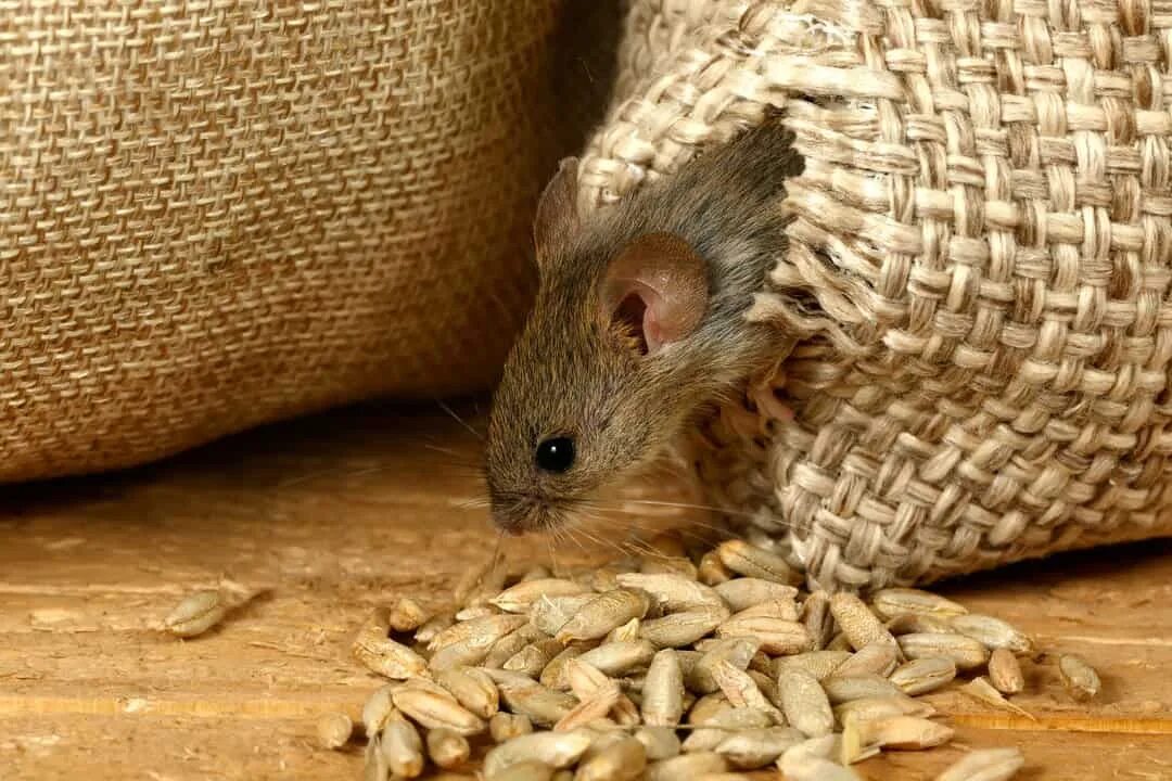 Мыши сгрызли. Мышь и зерно. Мышка с зерном. Мышь на пшенице. Мышка с зернышком.