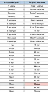 8 лет коту это сколько по человечески
