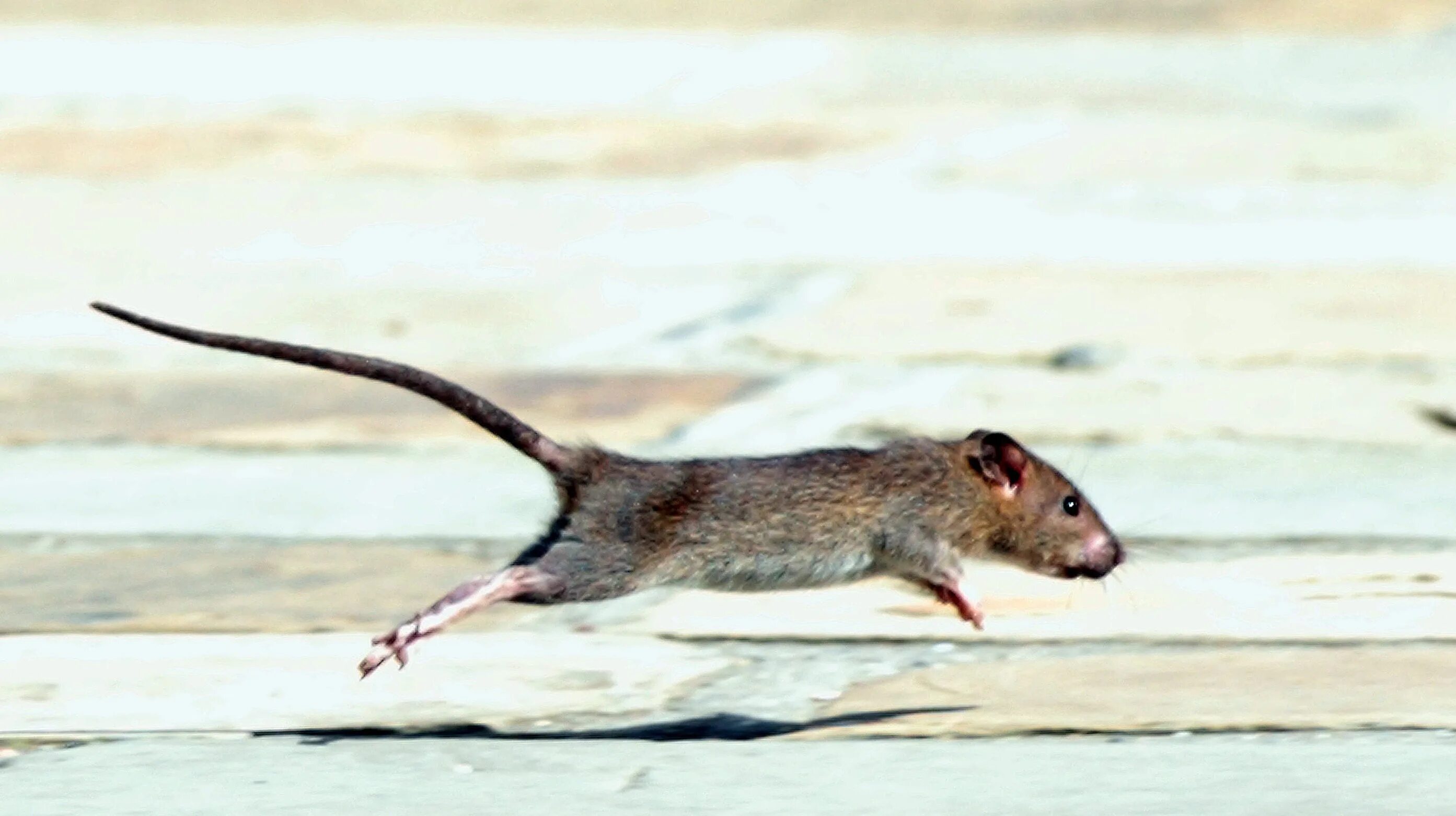 Полевая мышь убегает. Кинабулийская крыса. Мышь бежит. Крыса бежит. Крыса бегает.