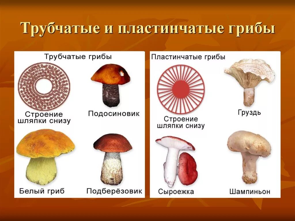 2 пластинчатые грибы