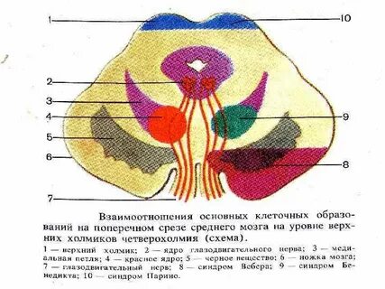 Средний срез