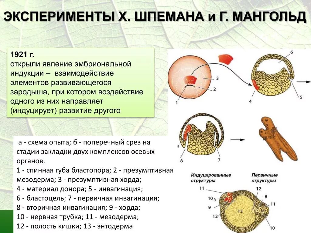 Ханс Шпеман эмбриональная индукция. Опыт Шпемана эмбриональная индукция. Опыт Шпемана и мангольда эмбриональная индукция. Опыт Ганса Шпемана.