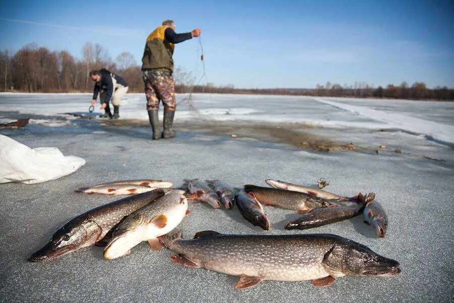 Зимняя рыбалка. Улов рыбы. Зимняя рыбалка на реке. Рыбалка фото. Рыбалка на озерах вологодской области