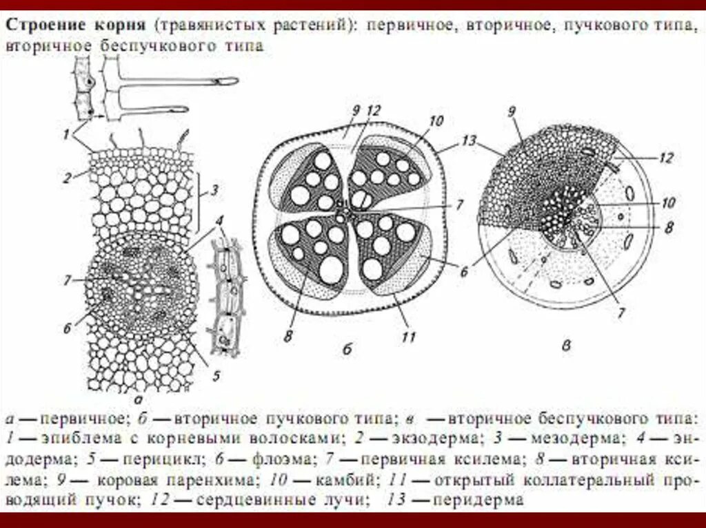 Проводящий пучок однодольного растения