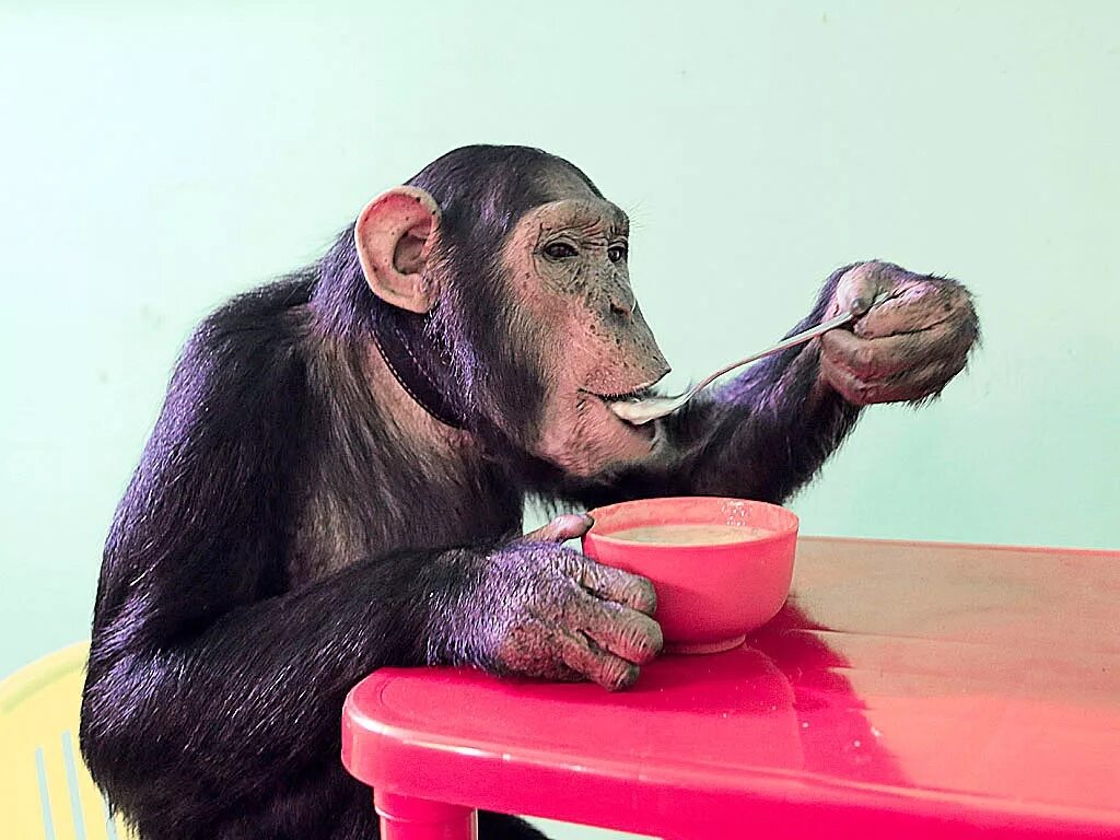 Забавный шимпанзе как правильно. Шимпанзе. Обезьяна с едой. Обезьяна за столом. Обезьяна кушает.