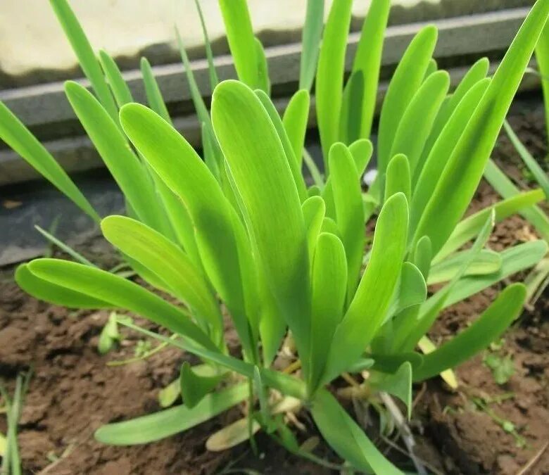 Слизун лук слизун. Дикий лук слизун. Растение лук слизун. Лук поникающий слизун. Многолетний лук слизун.