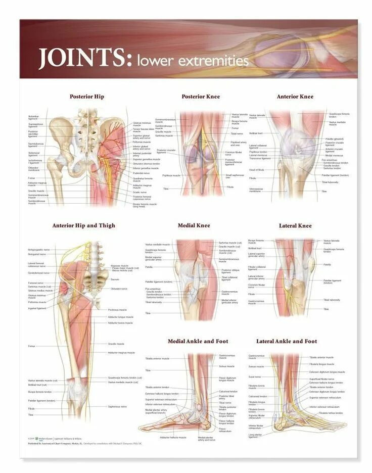 Left join sql. Left outer join sql описание. Left join right join sql. Joints of the lower limbs. Sql соединение таблиц left join.