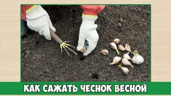 Можно ли посадить чеснок в апреле. Как сажать чеснок весной. посадка ярового чеснока весной. посадка чеснока весной. посадить чеснок весной.