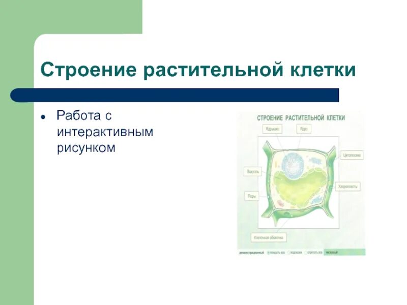 Какие функции выполняют строение растительной клетки. Строение растительной клетки 6 класс. строение растительной клетки огэ биология.