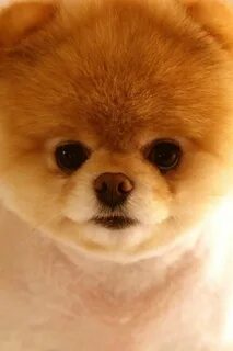 Boo am