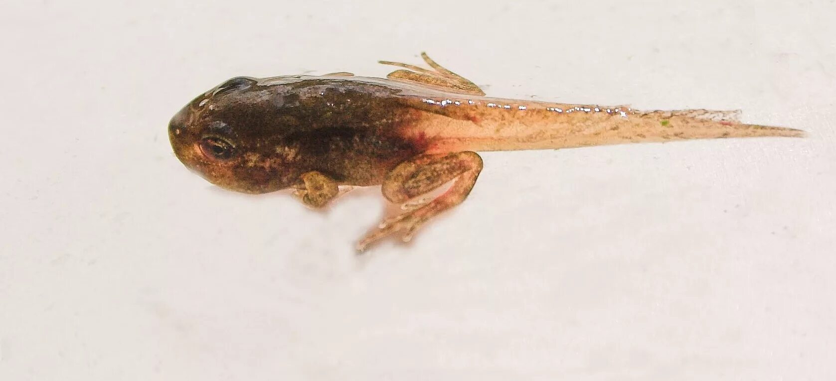 головастик травяной лягушки. чесночница обыкновенная головастики. головастик земноводных. лягушка голиаф головастик. головастик земноводных.