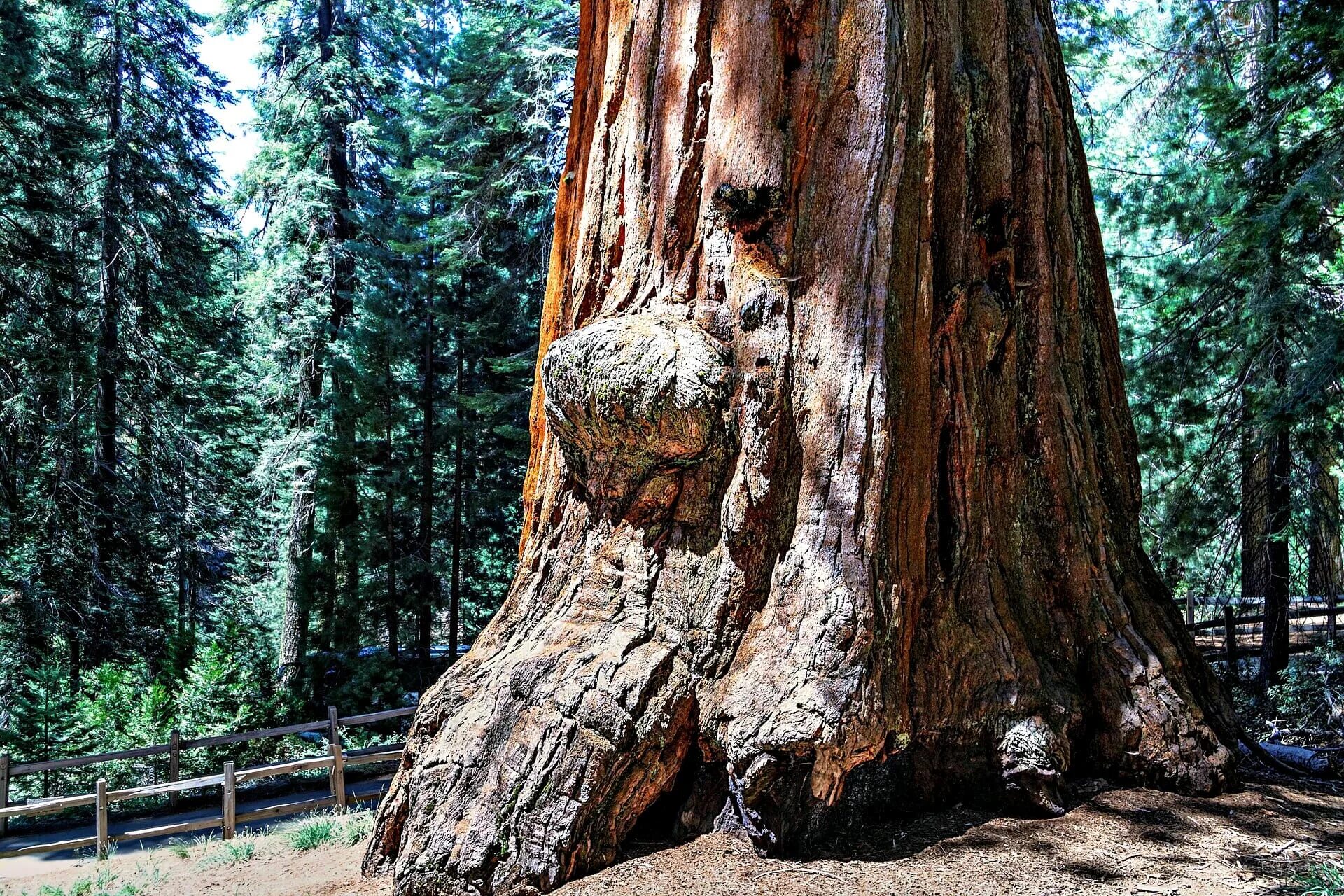 Огромные стволы деревьев. Парк Секвойя Калифорния. Секвойя дерево. Секвойя вечнозелёная. Кипарис Секвойя.