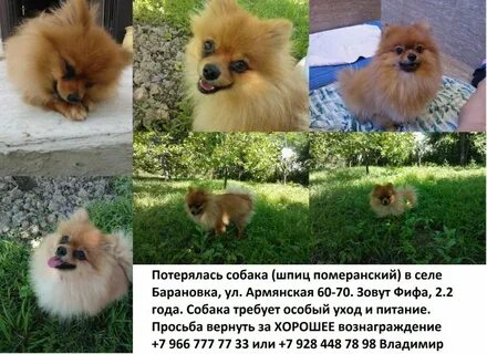 Плюсы собаки шпиц
