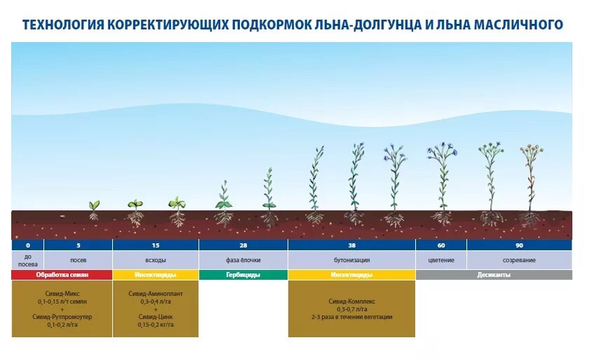 Вегетация определяется. Фазы развития льна. Фазы роста льна. Фазы развития льна масличного. Фазы вегетации льна.