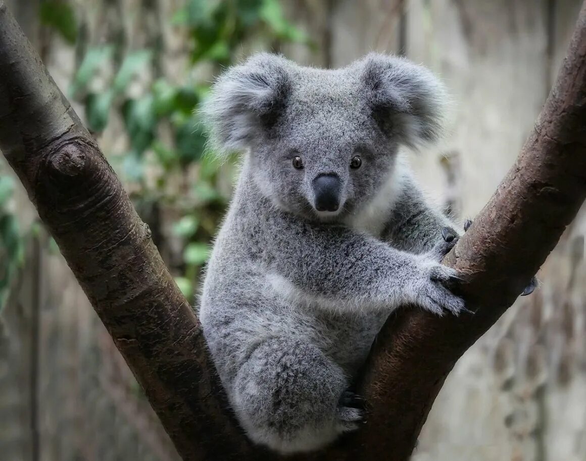 Коала сумчатое. Мишка коала. Австралия Куала. Панда и коала