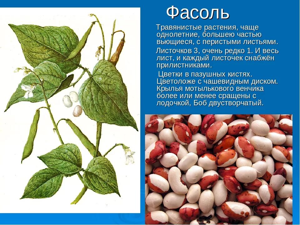 Описание фасоли биология 6 класс. Фасоль описание. Рисунок описание фасоли. Фасоль характеристика. Фасоль можно кормящим