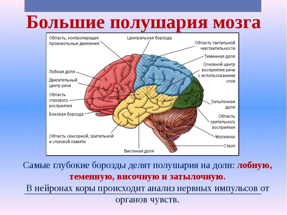 Органические изменения головного мозга. Строение и функции больших полушарий головного мозга. Строение головного мозга доли. Доли больших полушарий головного мозга схема. Большие полушария головного мозга структура.