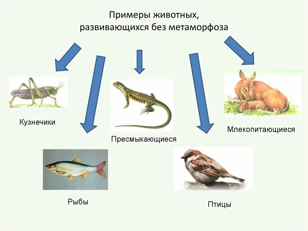 Типы развития животных биология 8 класс. Развитие животных с превращением и без превращения примеры. Биология развитие животных с превращением и без превращения. Развитие животных с превращением и без превращения 7 класс таблица. Развитие животных с превращением и без превращения схема.