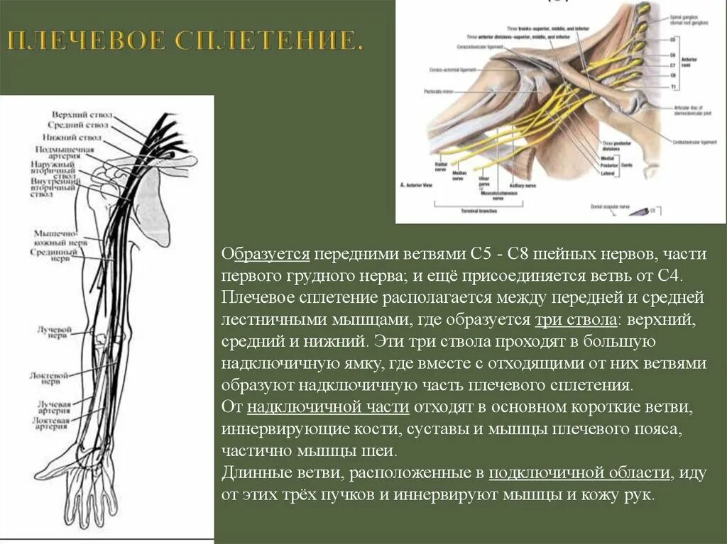 Шейное и плечевое сплетение анатомия. Нервы подключичной части плечевого сплетения. Плечевое сплетение подключичная часть анатомия. Нервы плечевого сплетения анатомия.