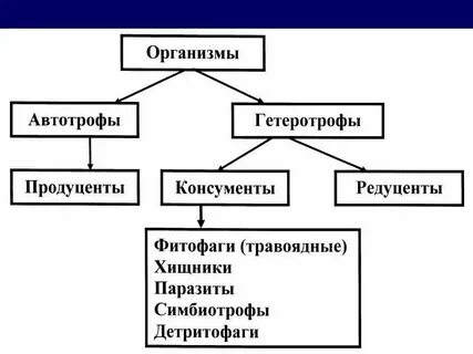 Продуценты консументы и редуценты это основные структурные