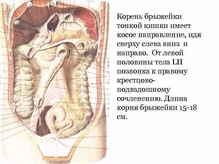 Брюшина толстой кишки. Связки брыжейки кишечника. Брыжейка брюшной полости корень. Топографическая анатомия корня брыжейки. Проекционную линию корня брыжейки тонкого кишечника.