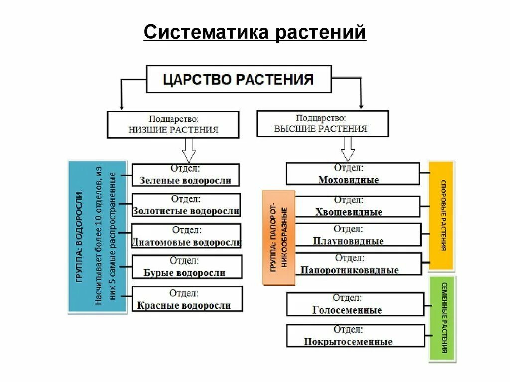 Основные группы царства. Систематика царства растений схема. Схема систематики растений. Систематика растений царство отделы. Царство растений отделы классы схема.