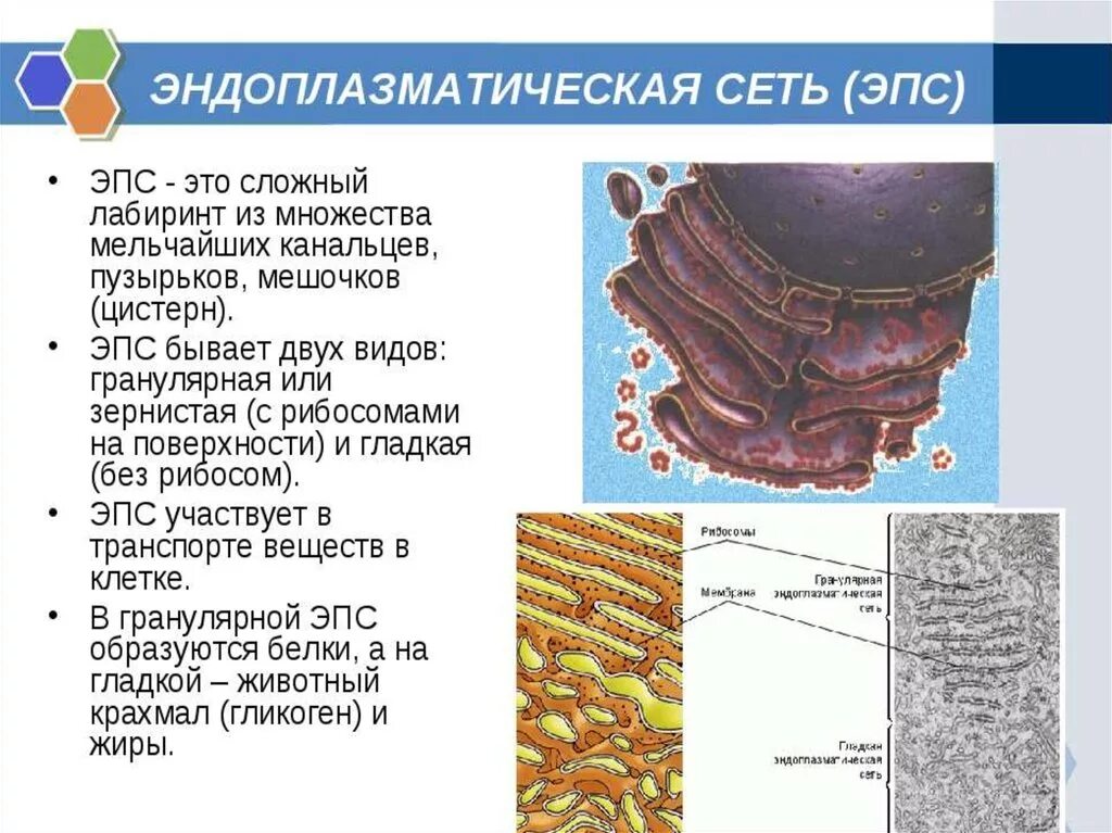 Канал эндоплазматической сети. Эндоплазматическая сеть строение и функции кратко. Эндоплазматическая сеть клетки строение и функции. Шероховатая ЭПС строение. Гладкая ЭПС строение.